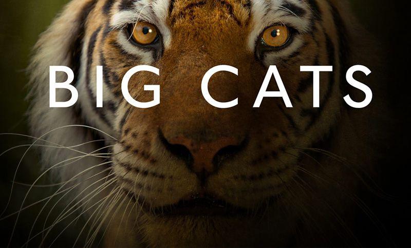 大猫第一季 Big Cats 迅雷下载 全集免费下载 磁力链 1080P网盘资源